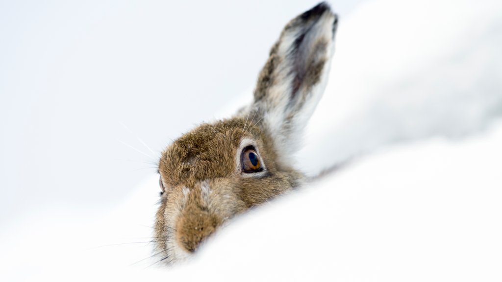 Mountain Hare, Scotland - desktop wallpaper