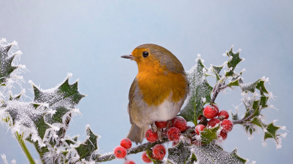 A Robin on Frosted Holly, Bedfordshire, UK - desktop wallpaper