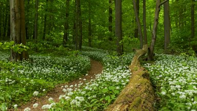 Unesco Site, Wild Garlic Flowers, Hainich National Park, DE - desktop wallpaper