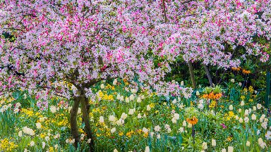 Claude Monet's Garden, Giverny, France - desktop wallpaper