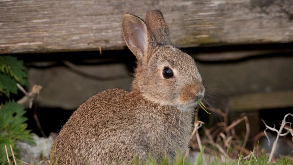 European Rabbit, Lancashire, England - desktop wallpaper