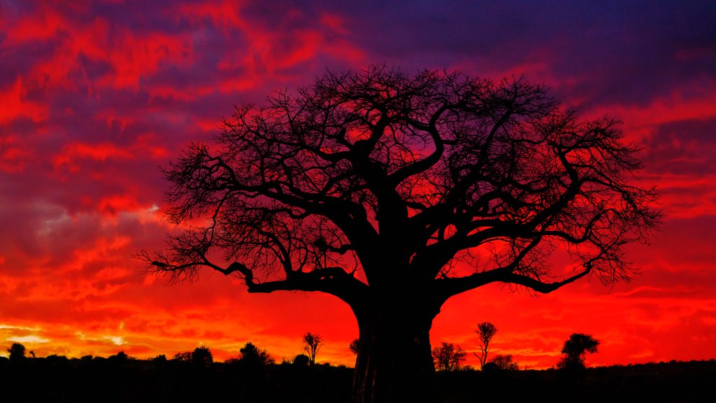 Baobab Tree, Tarangire National Park, Tanzania - desktop wallpaper