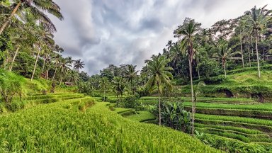 Ubud, Bali, Indonesia - desktop wallpaper