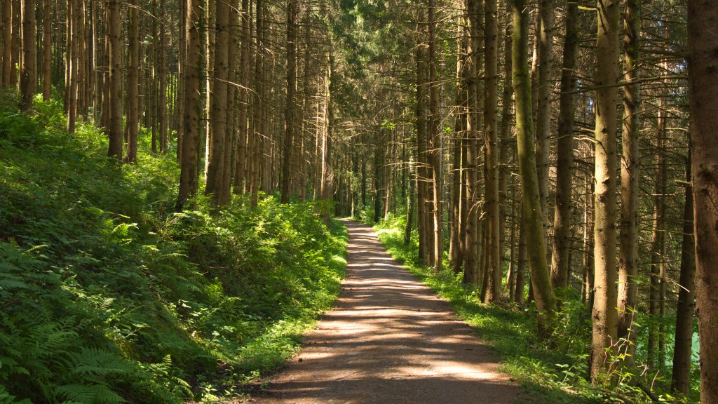 Black Forest, Germany - desktop wallpaper