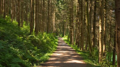 Black Forest, Germany - desktop wallpaper