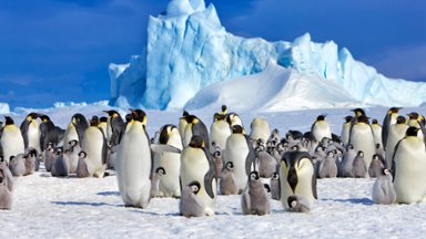 Emperor Penguins, Snowhill Island, Antarctica - desktop wallpaper