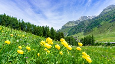 Yellow Buttercup Flowers, Madesimo, Val di Spluga, Italy - desktop wallpaper