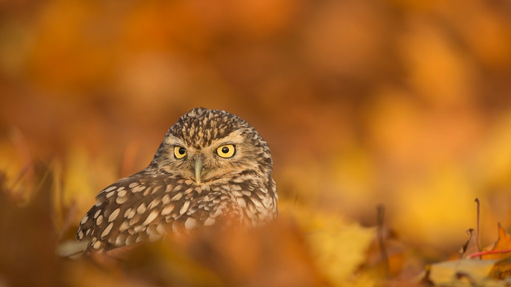 Burrowing Owl, UK - desktop wallpaper
