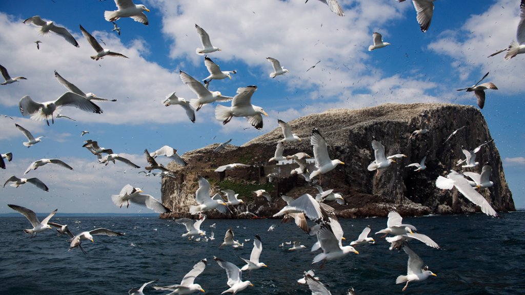 Herring Gulls, Bass Rock, Scotland - desktop wallpaper