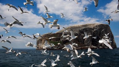 Herring Gulls, Bass Rock, Scotland - desktop wallpaper
