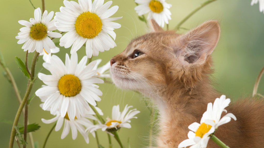 Somali Kitten - desktop wallpaper