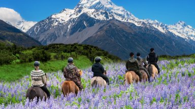 Lupine Flower Field, Mt Cook National Park, NZ - desktop wallpaper