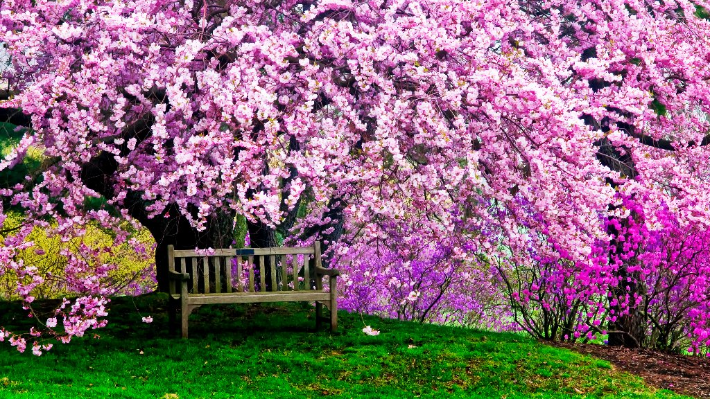 Cherry Tree, Winterthur Gardens, Wilmington, DE - desktop wallpaper