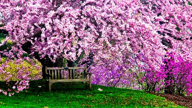 Cherry Tree, Winterthur Gardens, Wilmington, DE - desktop wallpaper