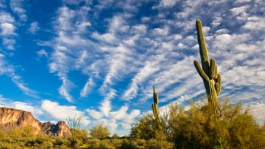 Saguaro Cactus, Superstition Mountains, Arizona - desktop wallpaper