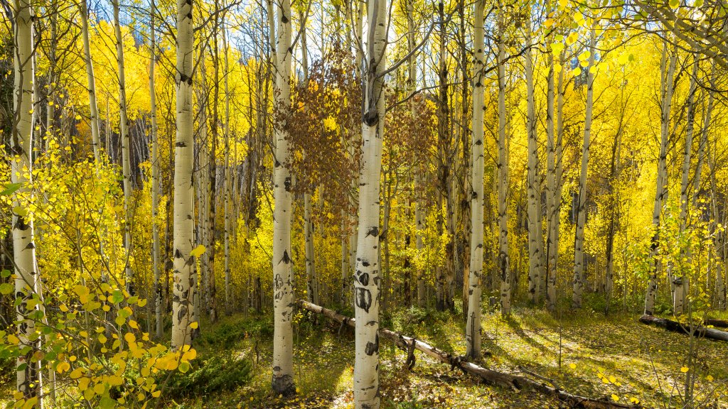 Golden Quaking Aspen, Kinney Creek, Colorado - desktop wallpaper