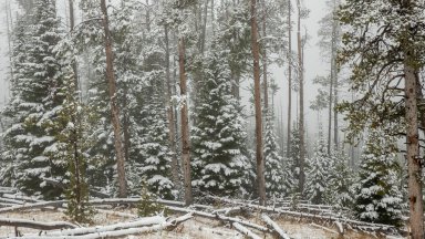 Yellowstone National Park, Wyoming - desktop wallpaper