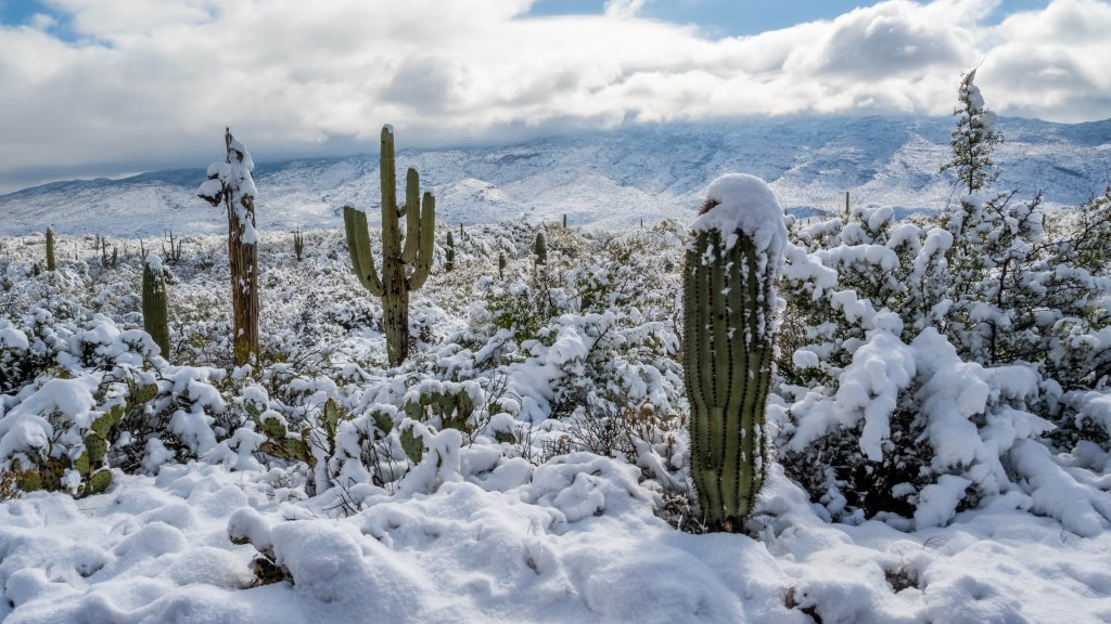 Saguaro National Park, Arizona - desktop wallpaper