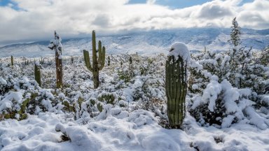 Saguaro National Park, Arizona - desktop wallpaper