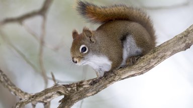 Red Squirrel, Quebec, Canada - desktop wallpaper