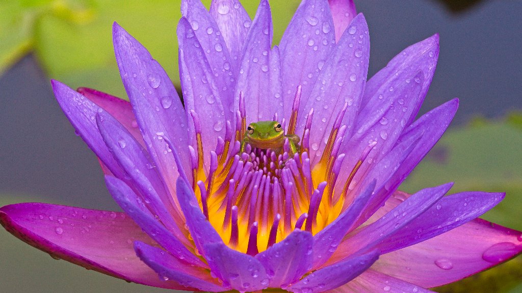 Green Leaf Frog, Water Lily, Lake Kissimmee, FL - desktop wallpaper