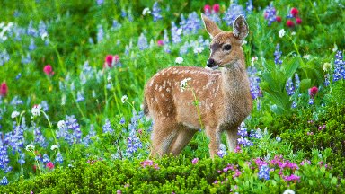 Black-tail Deer Fawn - desktop wallpaper
