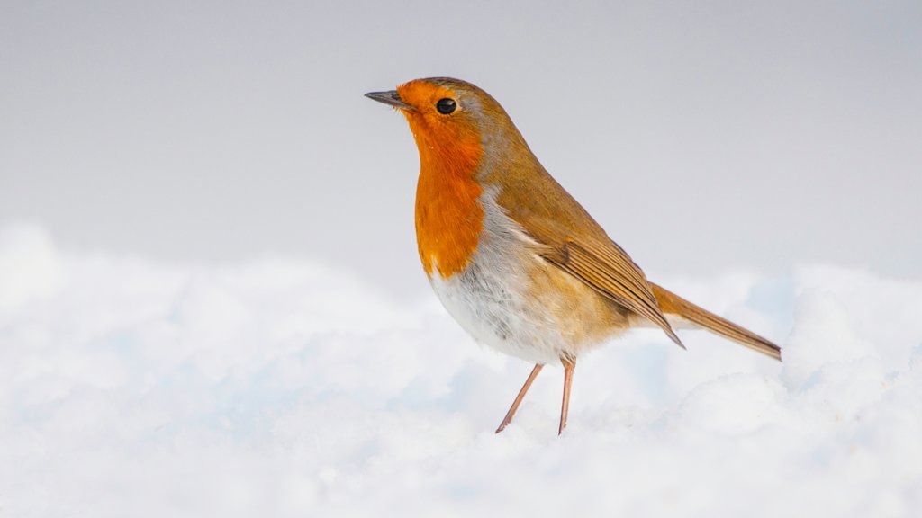 European Robin, Norfolk, U.K - desktop wallpaper