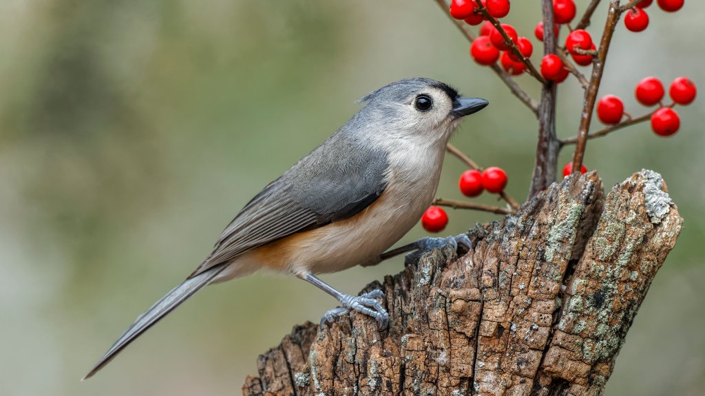 Tufted Titmouse, Kentucky - desktop wallpaper