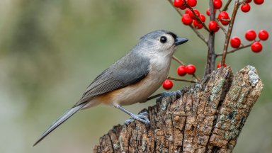Tufted Titmouse, Kentucky - desktop wallpaper