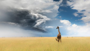 Giraffe, Masai Mara Game Reserve, Kenya - desktop wallpaper