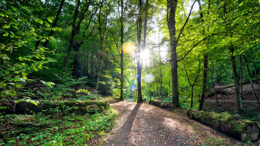 Walking Trail, Bad Kissingen, Bavaria, Germany - desktop wallpaper
