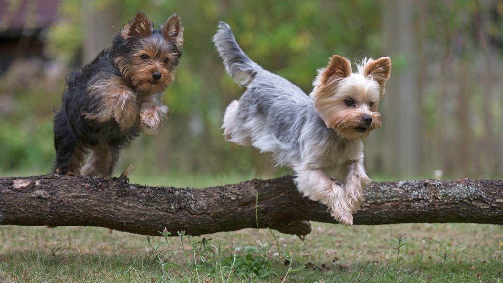 Yorkshire Terrier Puppies - desktop wallpaper