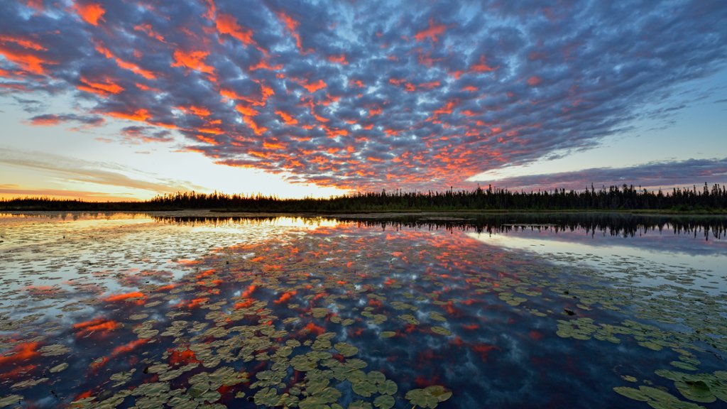 Beaver Pond, Wood Buffalo National Park, Canada - desktop wallpaper