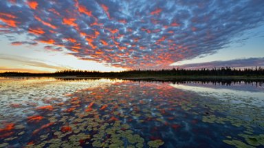 Beaver Pond, Wood Buffalo National Park, Canada - desktop wallpaper