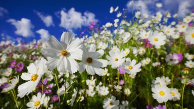 Cosmo Flowers in Bloom, Free State, South Africa - desktop wallpaper