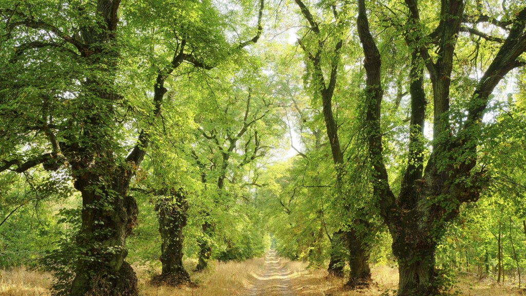 Kyffhaeuserkreis, Thuringia, Germany - desktop wallpaper