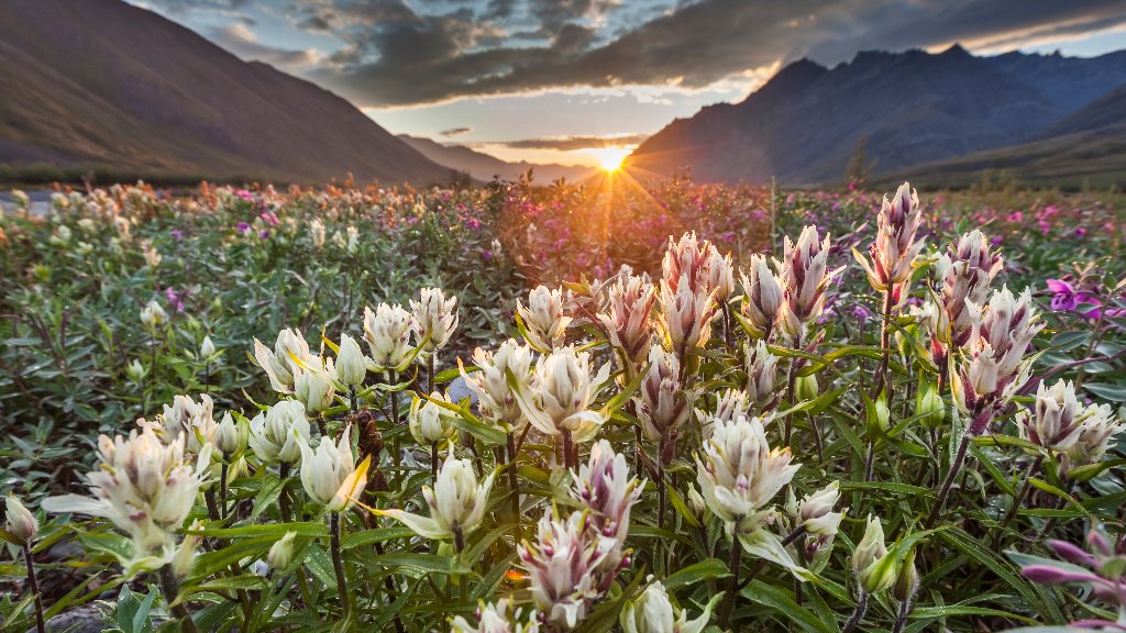 Fireweed, Arctic National Wildlife Refuge, Alaska - desktop wallpaper