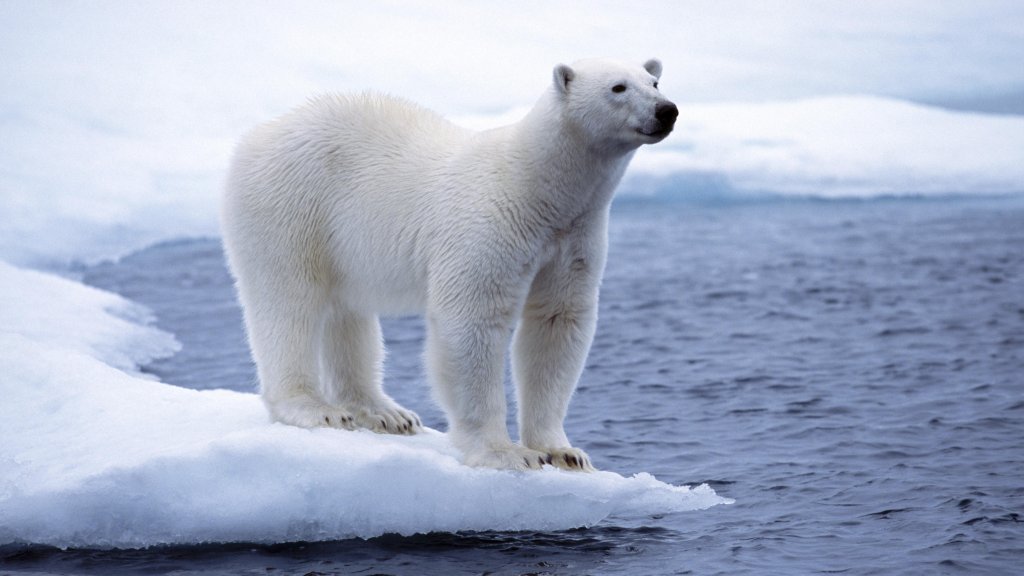 White Polar Bear, North Pole, Svalbard, Spitsbergen, Norway - desktop wallpaper