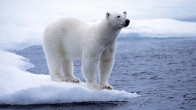 White Polar Bear, North Pole, Svalbard, Spitsbergen, Norway - desktop wallpaper