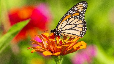 Monarch Butterfly, Jefferson County, IL - desktop wallpaper