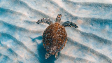 Green Sea Turtle, Florida - desktop wallpaper