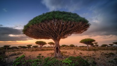 Yemen Endemic Plants,  Sokotra, Yemen - desktop wallpaper
