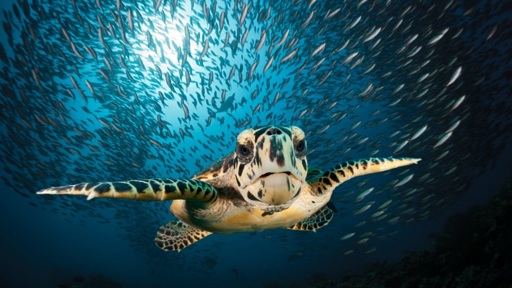 Hawksbill Sea Turtle, Maldives - desktop wallpaper