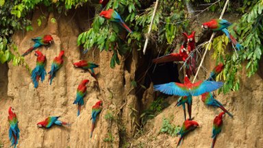 Macaws, Manu National Park, Peru - desktop wallpaper