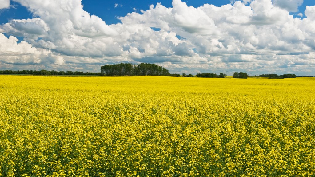 Bloom Stage Canola Field, Saskatchewan, Canada - desktop wallpaper