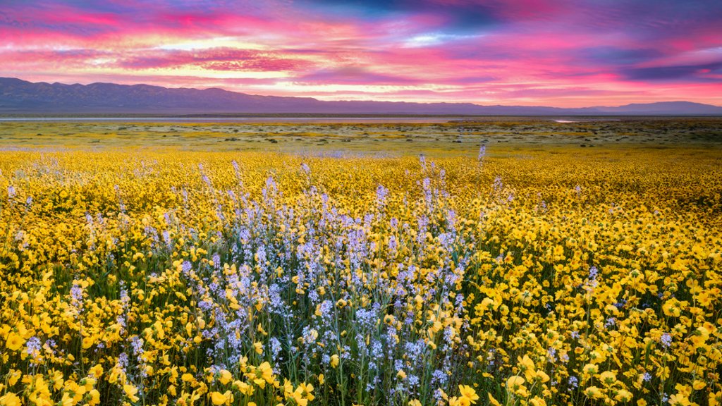 Daisies and Blue Native Mustard, Carrizo Plain NM, CA - desktop wallpaper