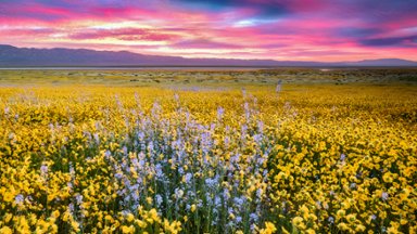 Daisies and Blue Native Mustard, Carrizo Plain NM, CA - desktop wallpaper