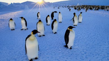 Emperor Penguins, Weddell Sea, Antarctica - desktop wallpaper