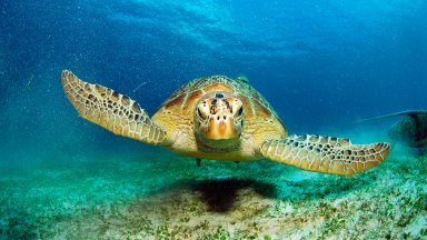 Green Sea Turtle, Philippines - desktop wallpaper