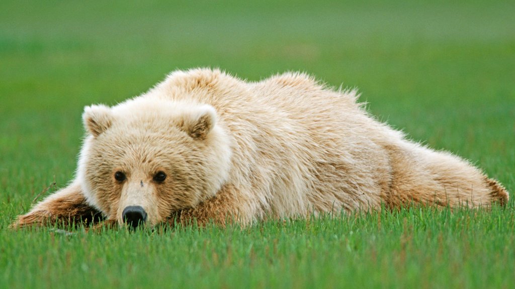 Brown Bear, Katmai National Park and Preserve, Alaska - desktop wallpaper
